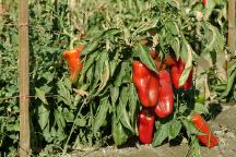 Red Bell Peppers