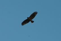 Hawk soaring overhead