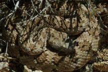 Rattlesnake at Alabama Hills