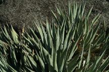 Blair Valley Cactus
