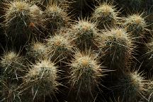Blair Valley Cactus