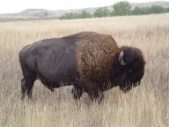 Buffalo