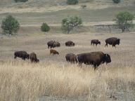 Buffalo in Campground