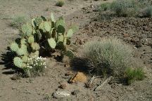 Cactus Photo