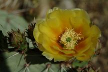 Desktop photo of Flowering Cactus