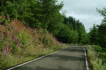 Road Lined With Wild Flowers