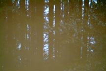 Mud Puddle at Whipup Flat