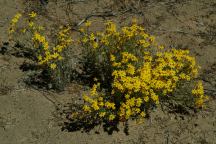 Desert flowers on old Highway 20
