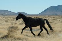 Black Rock Desert Wild Horses
