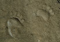 Bear Footprints
