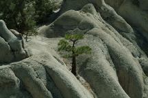 Tree in the Rock Formations