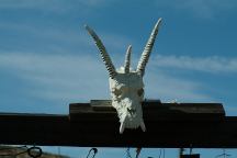 Rattlesnake Ranch Skull