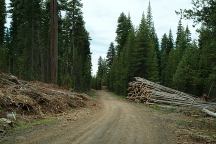 Road 4285 Logging operations