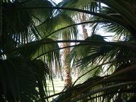 Furnance Creek Palm Trees