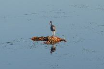 Bird in the Everglades