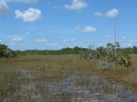 Everglades