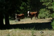 Cattle at Overton Reservoir