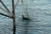Bird caught in fishing net