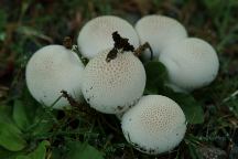 Mushrooms near MP28 Gravel Pit