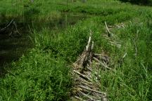 Old Beaver Dam on Road#4620