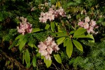 Flowering Bushes