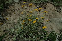 Wildflowers along Road#4670