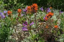 Wildflowers along Road#4670