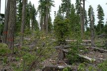 Thinning the forest to prevent wildfires
