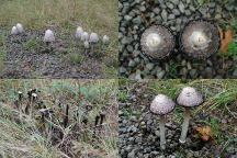 Dead Mushrooms