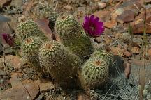Cactus on Highway 288