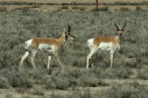 Antelope on Highway 722