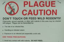 Plague Caution