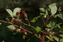 Blackberries