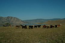 Cows at Hanning Flat