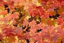 Autumn Colors at Corbett Sno-Park