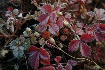 Strawberries covered with Frost