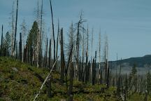 Trees burned in xx Fire