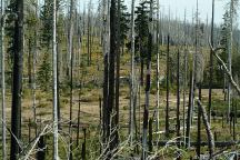 Trees burned in xx Fire