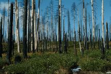 Trees victims of the B and B Complex Fire