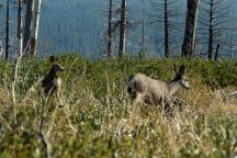 Deer on Road 1210