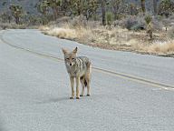 Coyote at Joshua Tree National Park