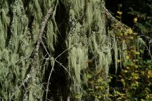 Moss hanging from tree branches