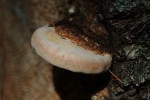 Wood Conk Mushroom