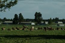 Elk on Hwy.242 near Sisters