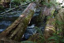 Historic Log Vehicular Bridge