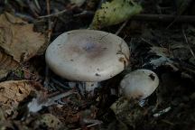 Mushrooms on Road 247