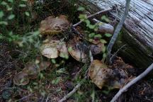 Mushrooms at Scott Lake