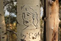 Carvings in the Aspen Trees