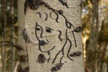 Carvings in the Aspen Trees