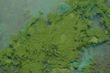 Slime on Big Sage Reservoir